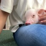 「100天後會被吃掉的豬」──當人和小豬相處過後，會想到尊重動物生命嗎？