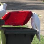 鸚鵡不單學舌，也會互相學習打開垃圾桶蓋覓食。在城市棲息的鸚鵡群如何形成其「文化趨勢」和「次文化」？