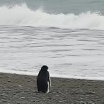 南極小阿德利企鵝「Pingu」，為何漂流到3,000公里外的新西蘭？是地球暖化影響了牠們的習性嗎？