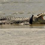 「戴著輪胎項鍊的鱷魚」被困6年後終於脫困。在這個人鱷共存的國家，有人飼養鱷魚、也時有襲擊事件發生⋯⋯
