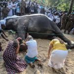 斯里蘭卡為一頭「國寶」級大象舉行國葬，生榮死哀。大象在這裡既受敬畏，也瀕與人產生衝突，充滿矛盾⋯⋯