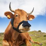牛竟然也要戴上口罩? 因為牛「打嗝」事關重大，加速地球暖化……