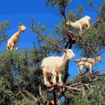 摩洛哥「山羊上樹」奇景背後的故事。爬樹是牠們的本能，還是別有內情？