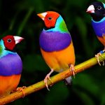 為什麼生活在熱帶雨林中的鳥類羽毛顏色特別鮮艷？科學家引證了19世紀學者的部分觀察……