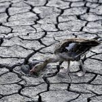 歐洲大旱，河川枯竭，「飢餓之石」浮面