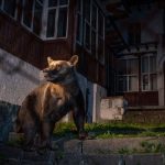 共6,000頭，歐洲最多！羅馬尼亞棕熊襲擊事件頻仍。人熊可以共存嗎？