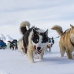 格陵蘭島漁民改為用漁船捕魚 雪橇犬被迫退休