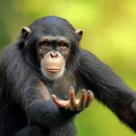 動物走私販子的新犯罪手法 全球首宗黑猩猩幼崽被擄劫勒贖案