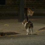 英國最勇敢的「第一貓」趕走狐狸