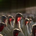 這一波禽流感情況尤其嚴重 已令全球1.6億隻家禽銷毀