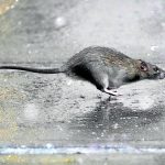 紐約市陷於鼠患 高薪急徵「滅鼠總監」