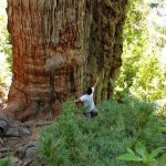 逾5,000歲智利老樹 能為氣候轉變提供線索