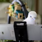 鸚鵡也需要社交生活   視像會議可幫忙