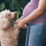 狗隻能分辦人體荷爾蒙變化 能察覺人類懷孕和受壓變化