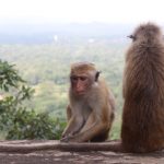 非法貿易猖獗 令猴子瀕臨滅絕