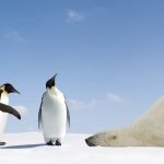 為甚麼北極沒有企鵝？皆因南北極地理環境迥異