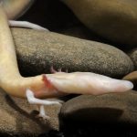 地球上最「懶惰」的生物洞螈 數年才移動幾公尺