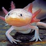 永遠在笑的「小水怪」墨西哥鈍口螈  正瀕臨絕種