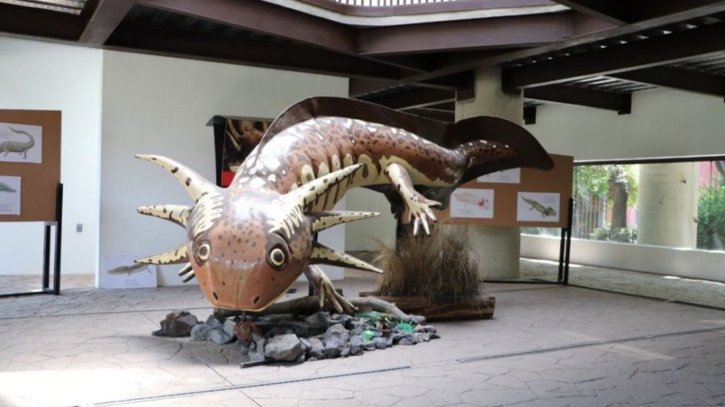 墨西哥城的蠑螈博物館和兩棲動物保護中心（ANFIBIUM: Museo del Axolote y Centro de Conservacion）。