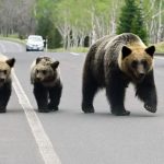 氣候變化引致  日本野熊襲人事件創新高達200宗
