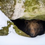 氣候變化令西伯利亞棕熊無法冬眠  半夢半醒四處遊蕩