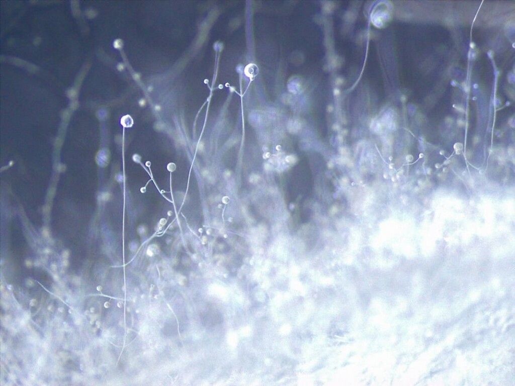 韓國利克密黴菌 （Lichtheimia koreana）© Hyang Burm Lee