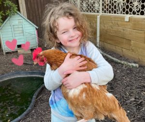 母雞獲領養後由「生蛋機器」變成寵物，生活條件大大改善。（相片：The British Hen Welfare Trust)