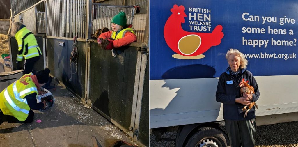 拯救人員到雞場接收被遺棄的母雞。（相片：The British Hen Welfare Trust）