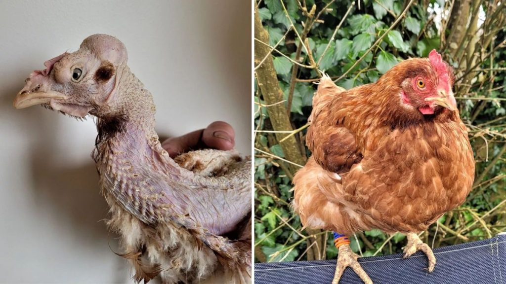 母雞Hedwig獲拯救前和後的模樣。（相片：The British Hen Welfare Trust）
