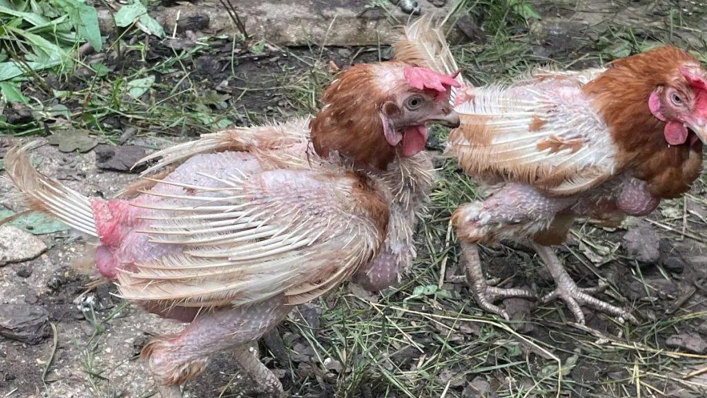  離開農場的母雞常有秃毛問題，幸好牠們獲領養後會漸漸重新長出羽毛，回復健康 。