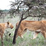 大頭蟻入侵肯尼亞  獅子捕獵習性竟因而改變