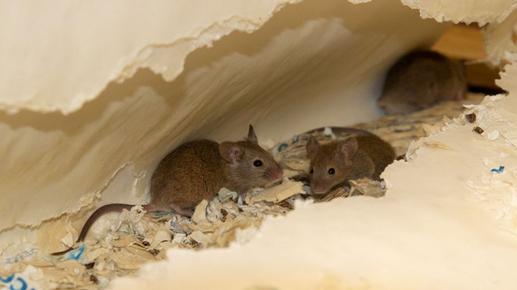 老鼠會收集物料築巢。