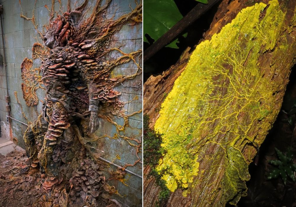 粘菌和電視劇集《最後生還者》的真菌造型。