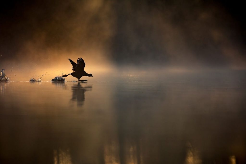 年度年輕英國野生動物攝影師：馬克斯‧伍德（Max Wood）憑《在水上奔跑》獲獎，該照片描繪一隻白冠雞在霧中的晨曦跑過湖面。