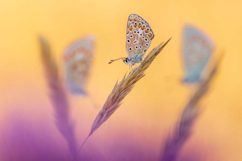 隱藏的英國組：羅斯‧霍迪諾特（Ross Hoddinott）在一個農場拍攝到英國常見的藍蝴蝶（blue butterflies）。