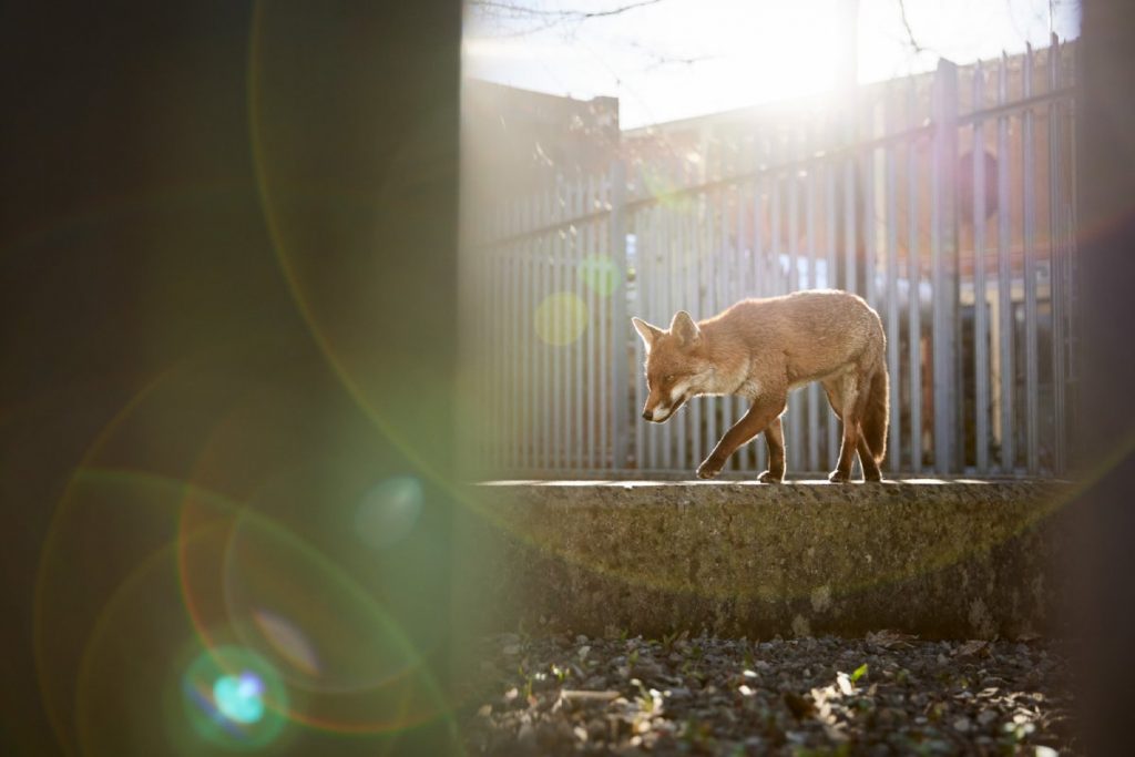 城市野生動物組：布里斯托的一隻狐狸，由西蒙‧威西曼（Simon Withyman）拍得。
