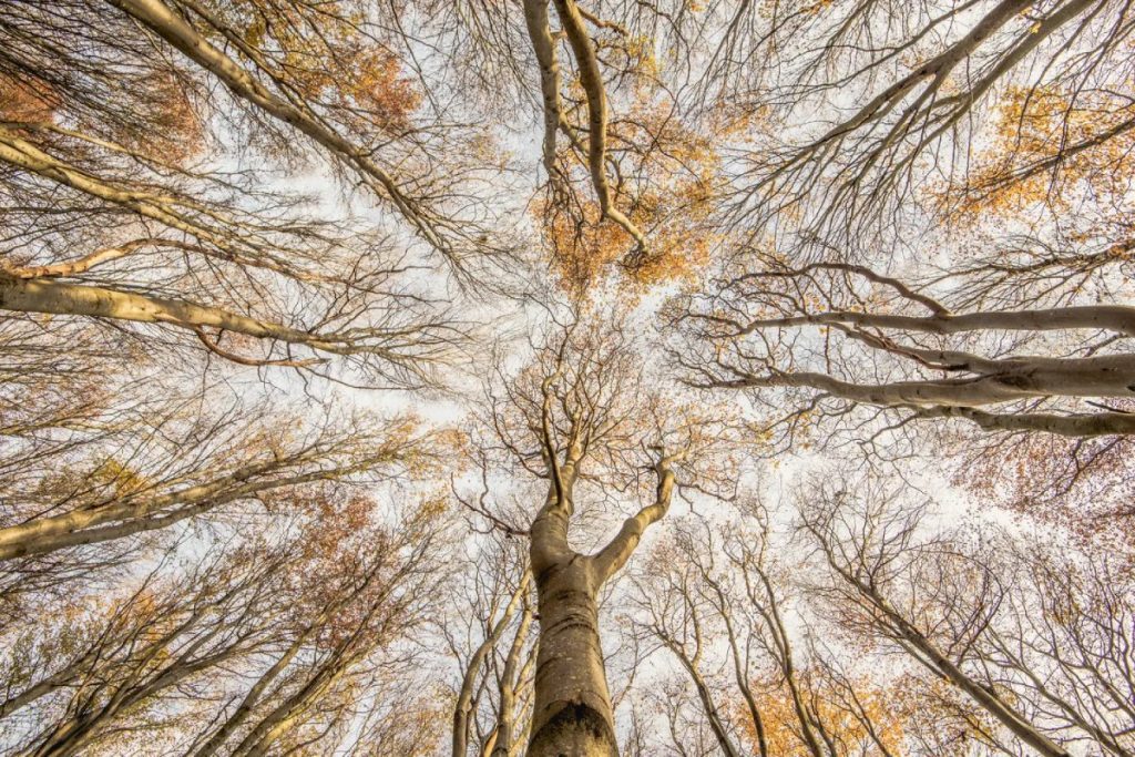 野生森林組：格雷厄姆‧尼文（Graham Niven Beech）拍攝到的山毛櫸樹。
