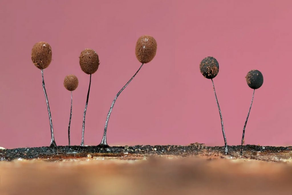 英國植物組：傑森‧麥庫姆（Jason McCombe）的照片展現了球型的小粘菌之美。