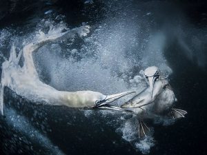 《水中的海鳥》©TRACEY LUND/World Nature Photography Awards