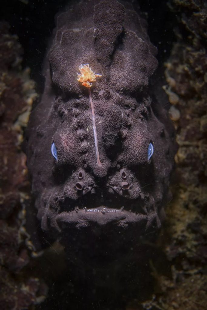 《憤怒的魚》（Anger fish） ©Nicolas & Lena REMY/World Nature Photography Awards
