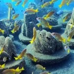 英初創公司設計骨灰製人工礁石 孕育海洋生物 減少殯葬污染