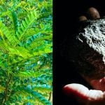 一些植物能從土壤吸收和儲存金屬「植生採礦」協助紓緩金屬需求