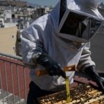 雅典人自願家養蜜蜂改善城市生態