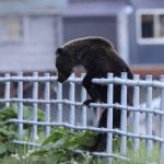 日本野熊愈來愈大 膽襲擊人類事件激增