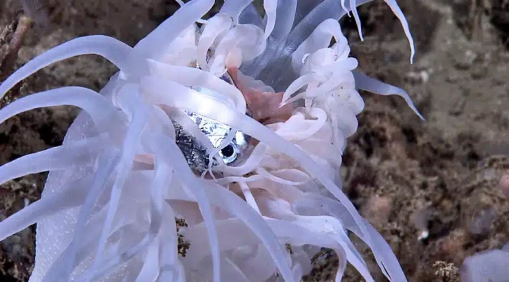 海葵的觸手可將游過的魚置諸死地，作為食物，唯獨小丑魚不是海葵的攻擊對象。（圖片來源：NOAA Okeanos Explorer Program, Gulf of Mexico 2012 Expedition）