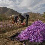 「紅色黃金」不敵氣候變遷 克什米爾藏紅花面臨凋零厄運