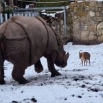 波蘭動物園中出現小黃麂挑戰體型大百倍的犀牛