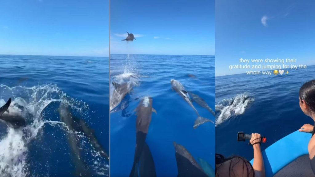 海豚擺脫吸盤魚後雀躍萬分。