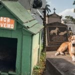 巴西忠犬守護主人陵墓10年不棄 引發法例修改 讓寵物與主人同葬