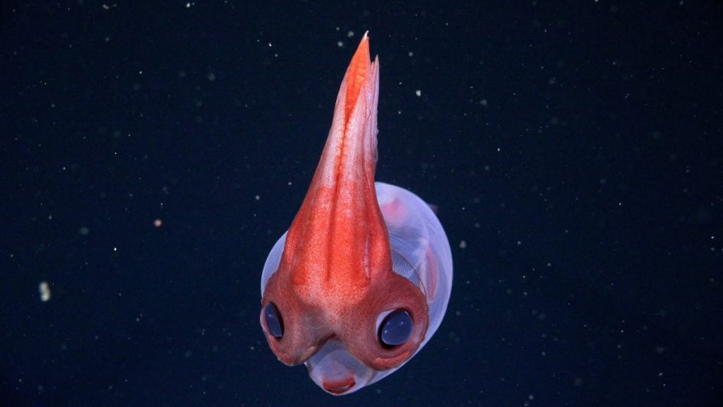 玻璃魷魚(glass squid)